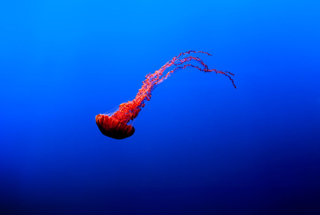 Jellies