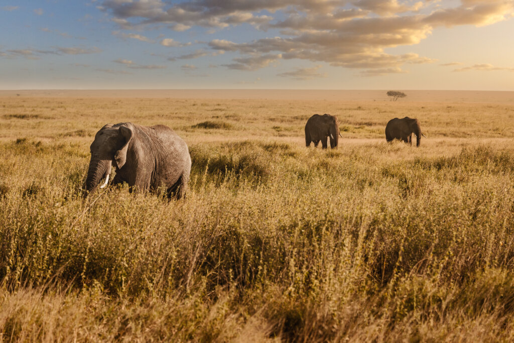 Elephants