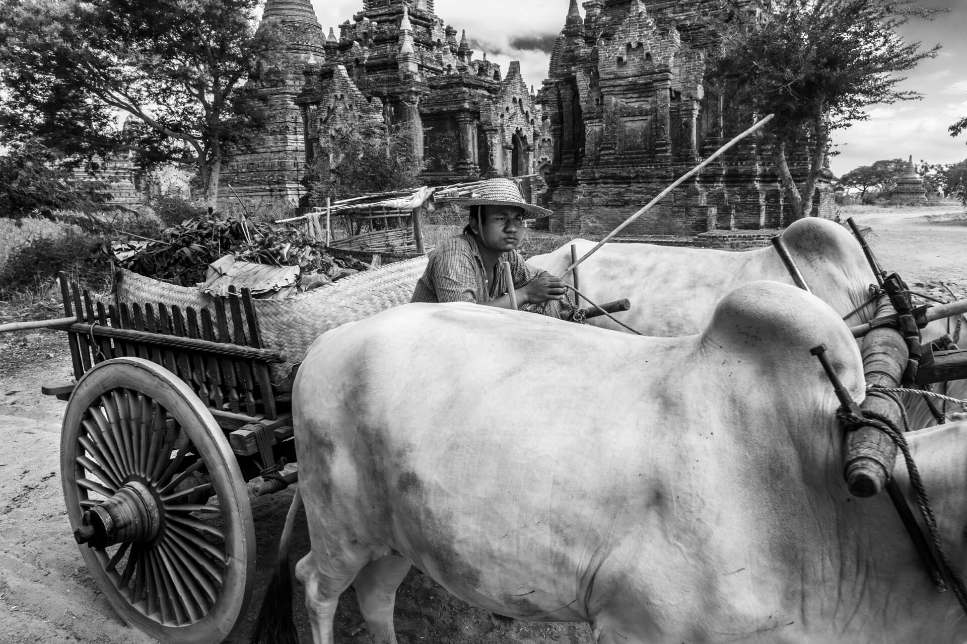 Ox and Cart - Bagan, Burma