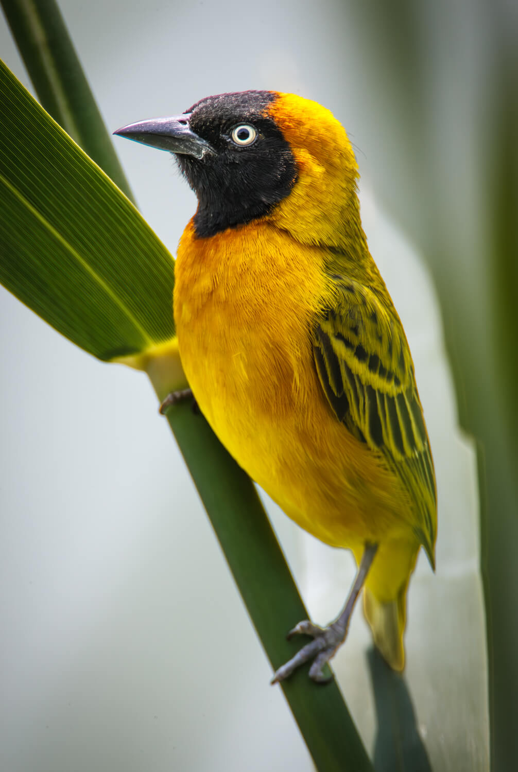 Male Southern Masked Weaver - Namibia